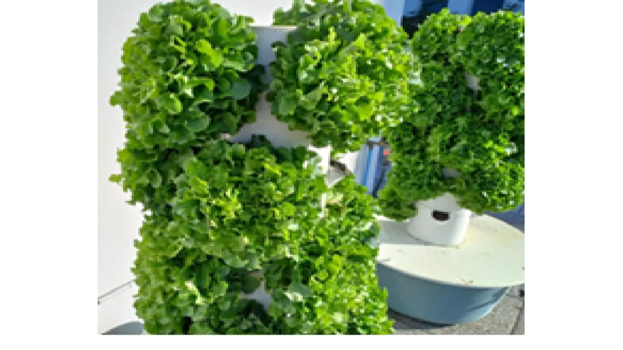 La valorisation de l’urine humaine en agriculture : nouvelles filières, nouveaux procédés, nouvelles alternatives bas carbone