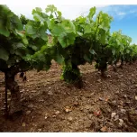 Nen del Celler