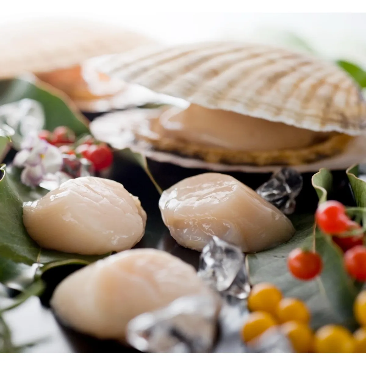 Frozen Scallop Meat IQF