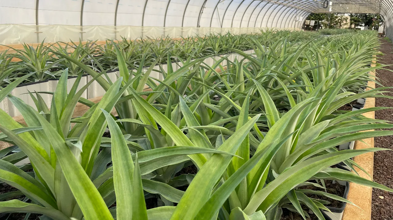 Ananas en France métropolitaine : étude de faisabilité et premiers résultats dans le Sud-Est