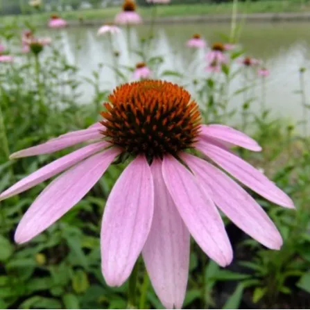 Echinacea Purpurea Extract