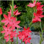 Plantes de rives et berges