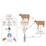 Brucella Diagnosis for Animals/Livestock