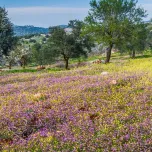 Cultural & Culinary Tour of Northern Jordan