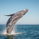 North Stradbroke Island Tour | by Stradbroke Island Tours