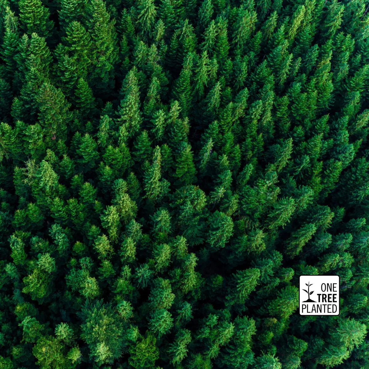 Kyndryl and One Tree Planted