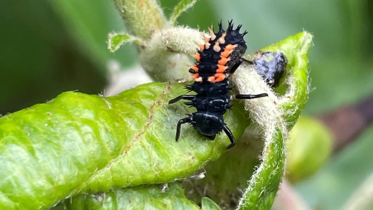 Observer et piéger les ravageurs pour mieux protéger les vergers