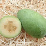 Goyavier de Montévidéo