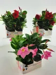Dipladenia X Diamantina pack de 4 mottes Zéro Déchet