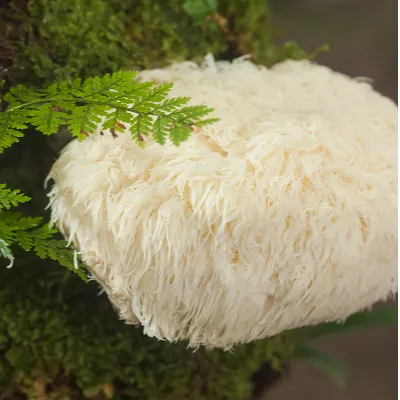 Lion’s Mane (Hericium erinaceus) Mushroom Mycelium