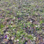 Tapis & Carrés prêts à l'emploi