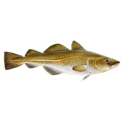 Atlantic Cod (Gadus morhua)