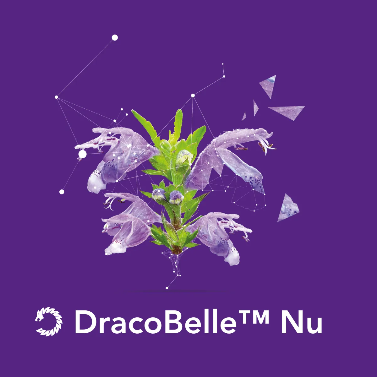 DracoBelle™ Nu