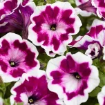 Petunia Painted Love Purple