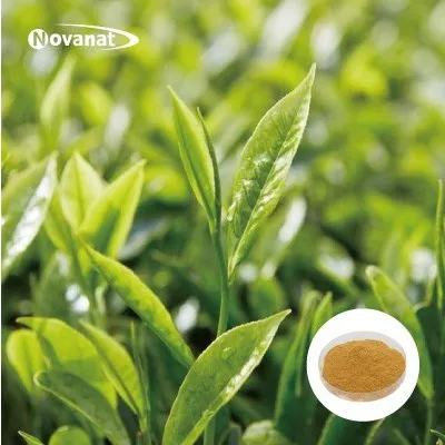 Chrysanthemum Extract Powder/Fruit Powder/Monk Fruit Extract/Tea Powder/Matcha/Herbal Tea Powder/Ginseng Extract