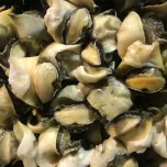 Frozen Boiled Topshell Meat