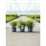 BetterBuxus®