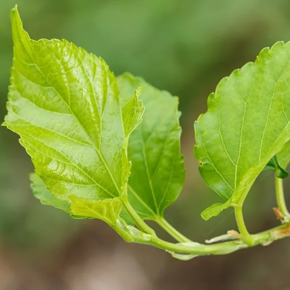 Mulberry Leaf Extract