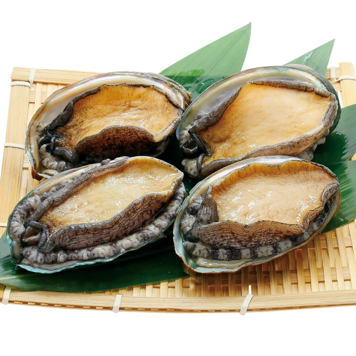 Abalone