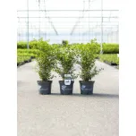 BetterBuxus®