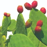 Cactinea : Detox your body