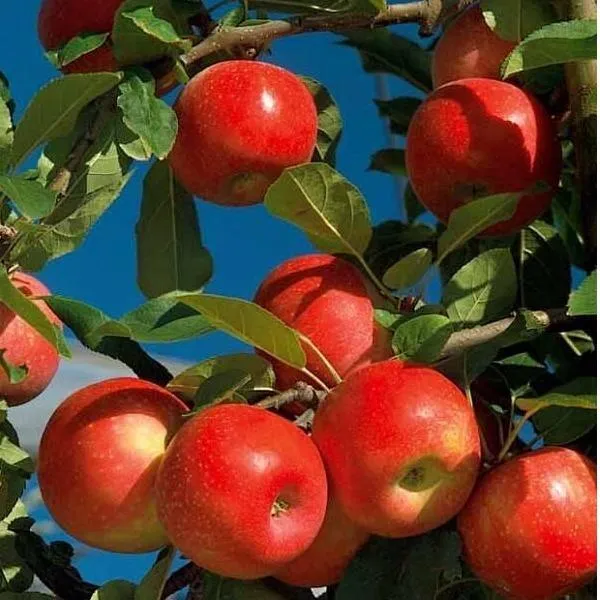 Apple Extract