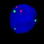 Fast Fluorescence in situ hybridization probe
