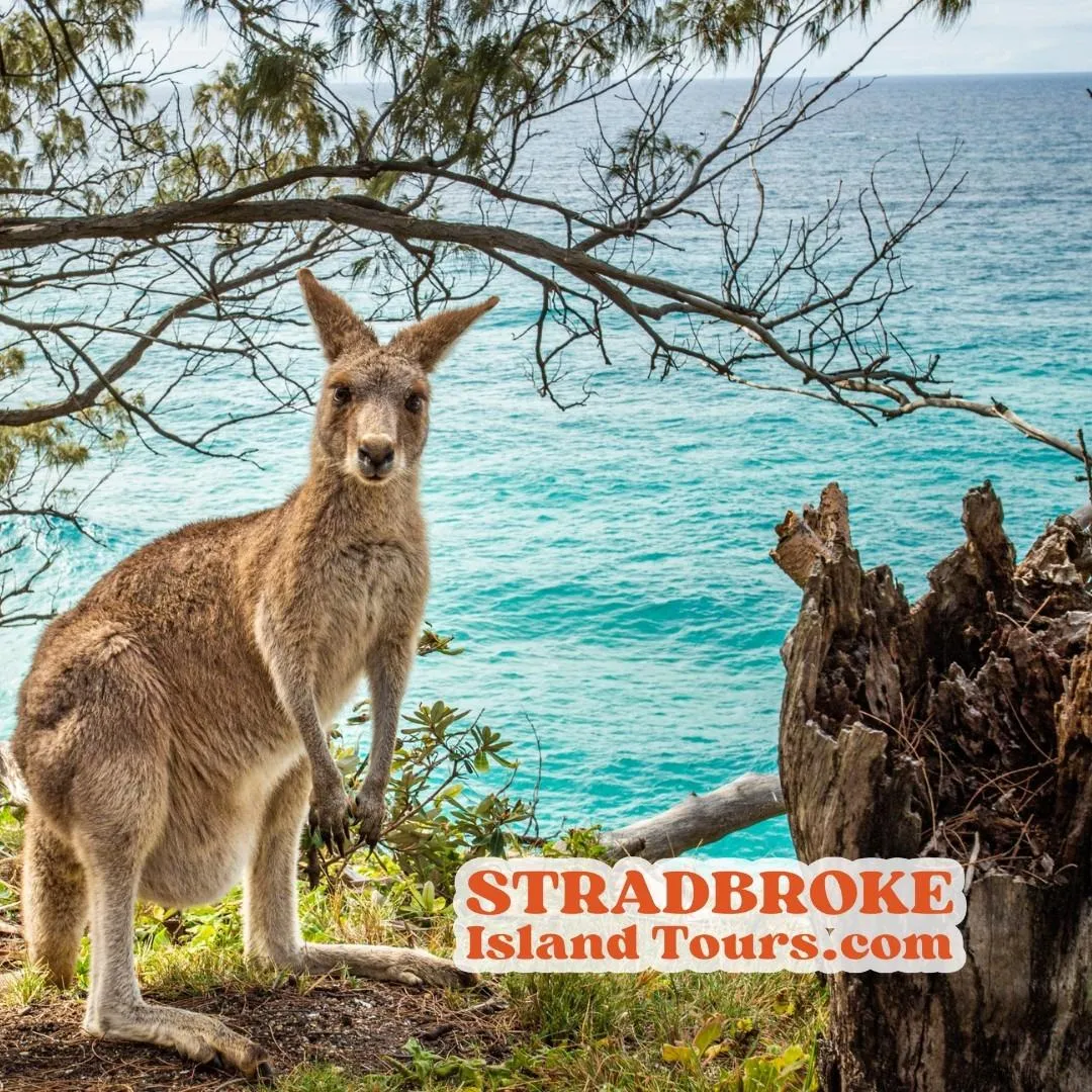 North Stradbroke Island Tour | by Stradbroke Island Tours