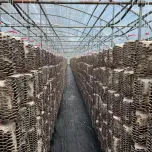 From Forest to Farm: Why Cultivated Turkey Tail Matters