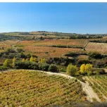 Amona Crianza