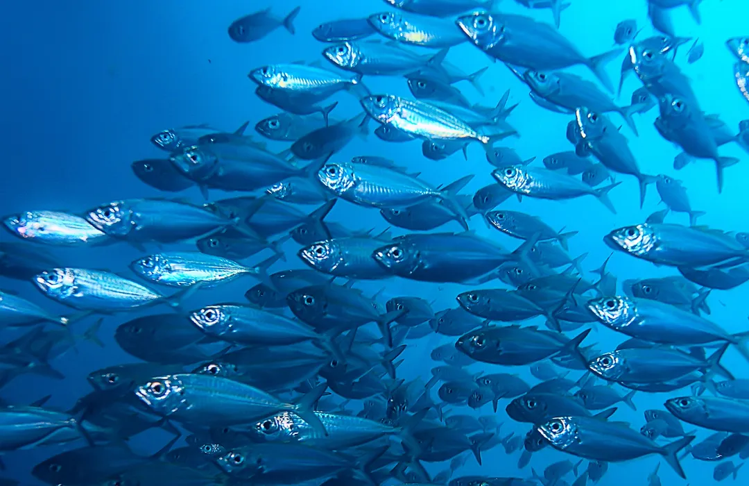 BDF Naturlagen® – Marine Collagen Powder