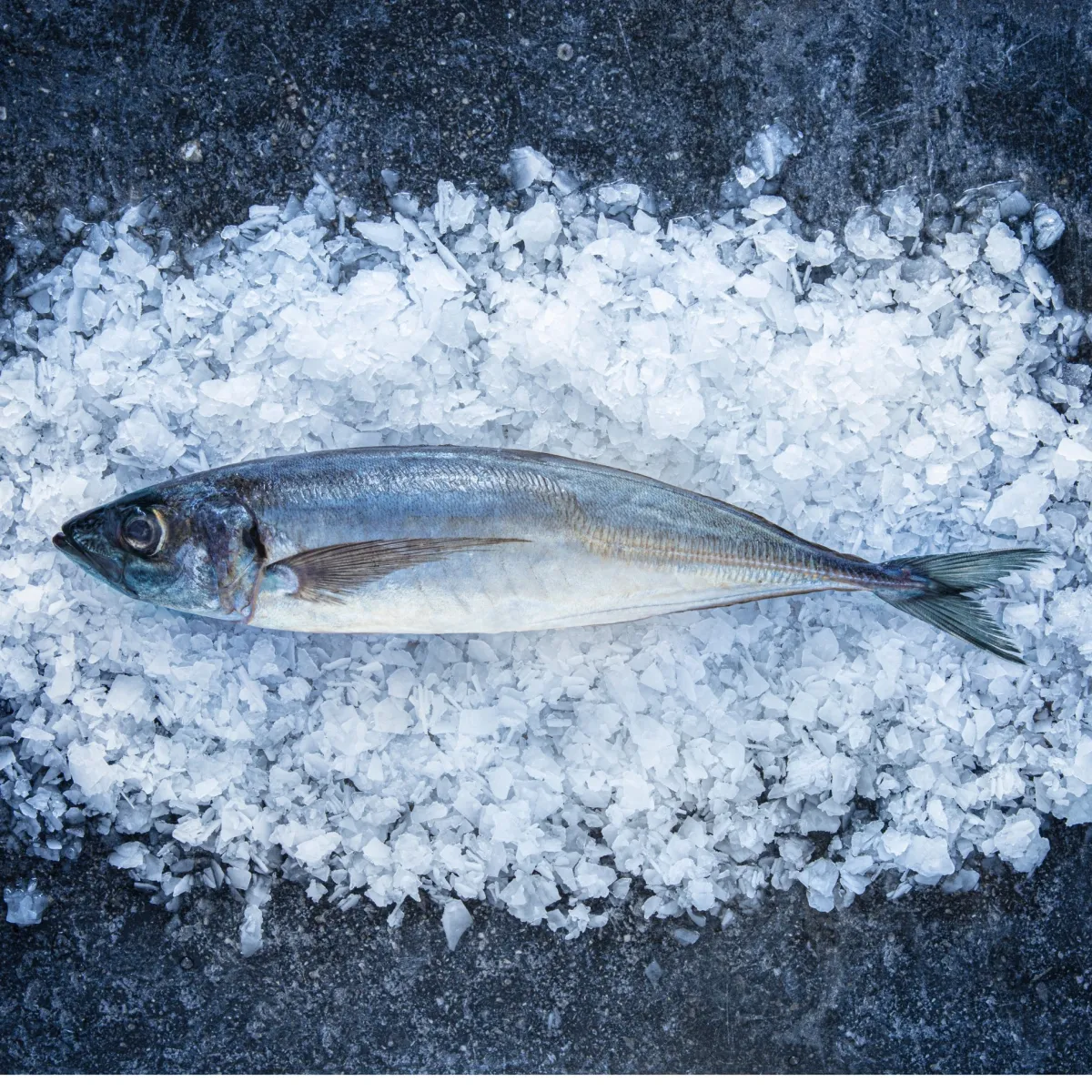 Mackerel / Jack Mackerel / Horse Mackerel