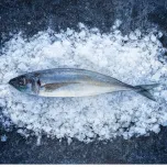 Mackerel / Jack Mackerel / Horse Mackerel