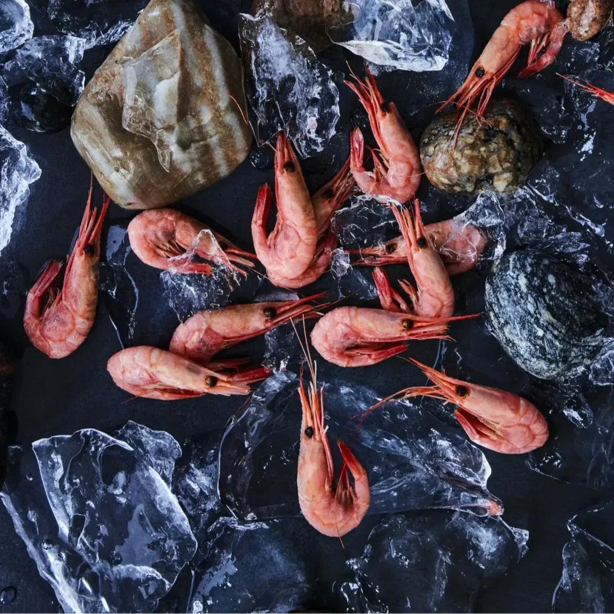 Cold-Water Shrimp - Pandalus Borealis & Pandalus Montagui