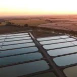 Murray Cod (Maccullochella peelii)