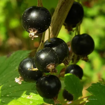Blackcurrant Oil