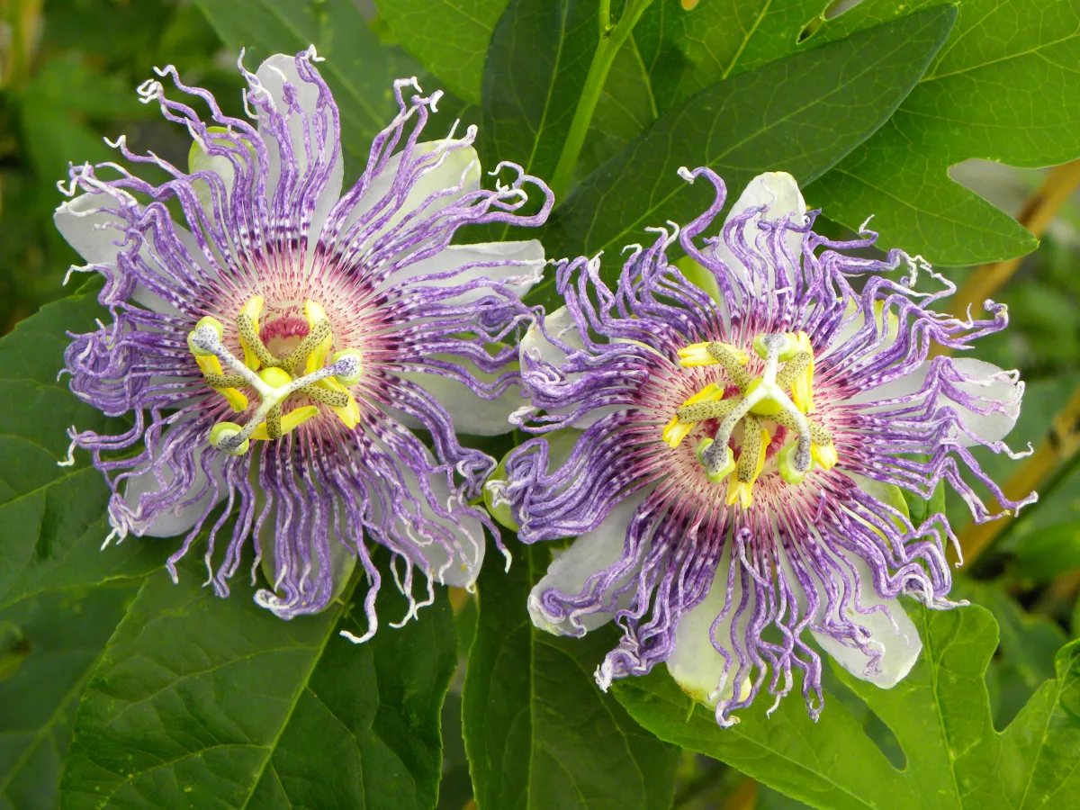 Passiflore incarnata Cooltropics® Eia Poppeïa®