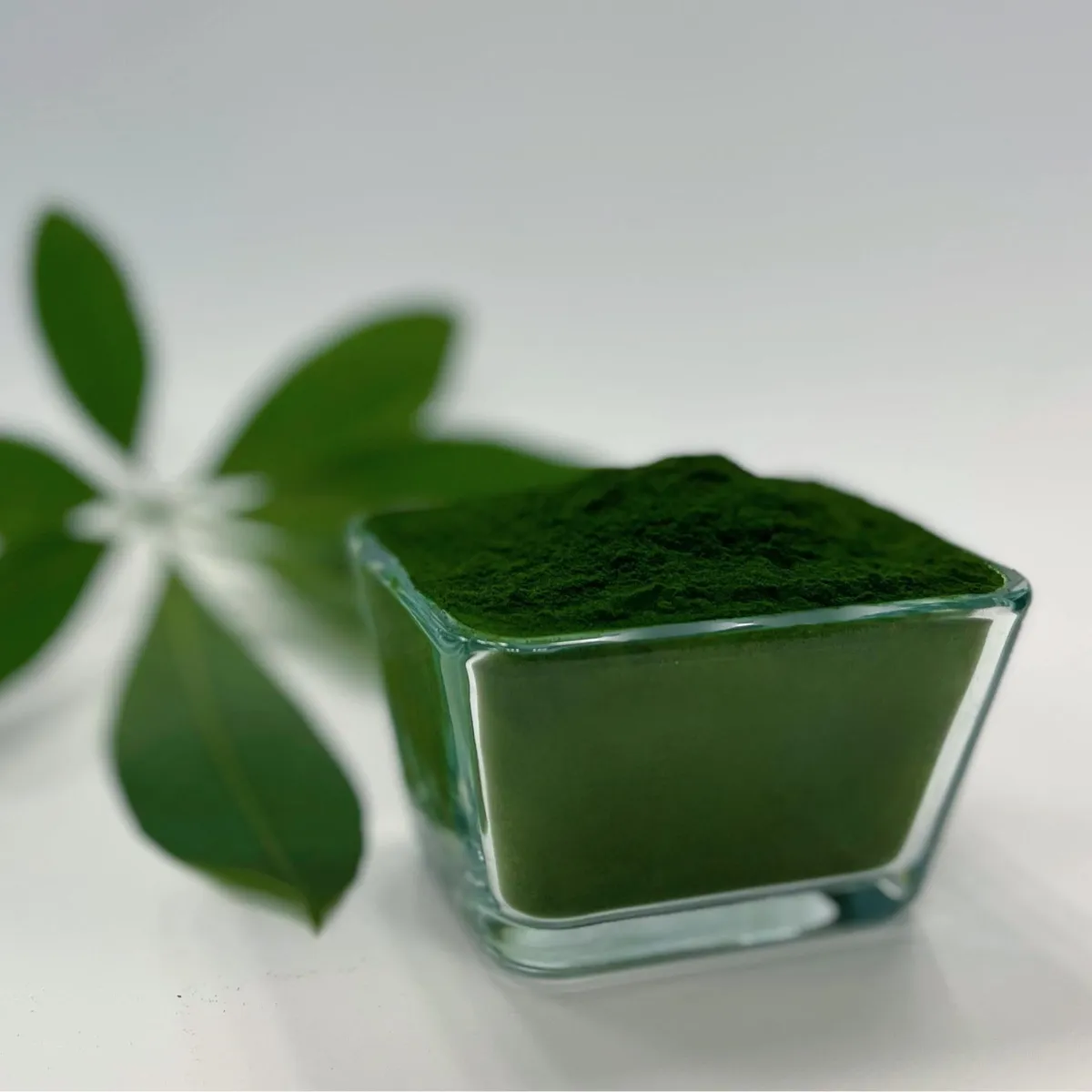 Chlorella Powder