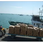 Poulpes, Seiches , Calamars, Crevettes, Langoustes, Crabes , Dorades, Soles, thiofs, Capitaine, Sardinelles, chinchards, maquereau, sabre, ethmalose , Farine et huiles de poissons , cymbium, praires, les buches