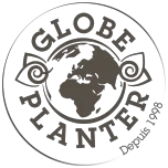 Cordyline australe Pink Star