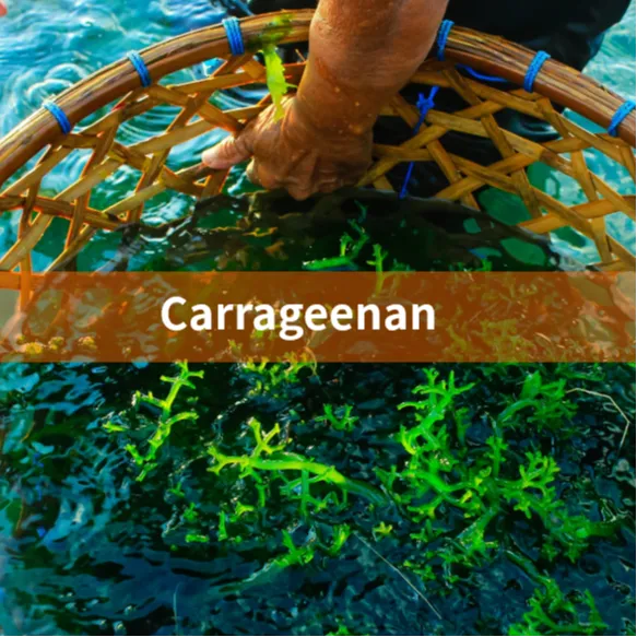 carrageenan
