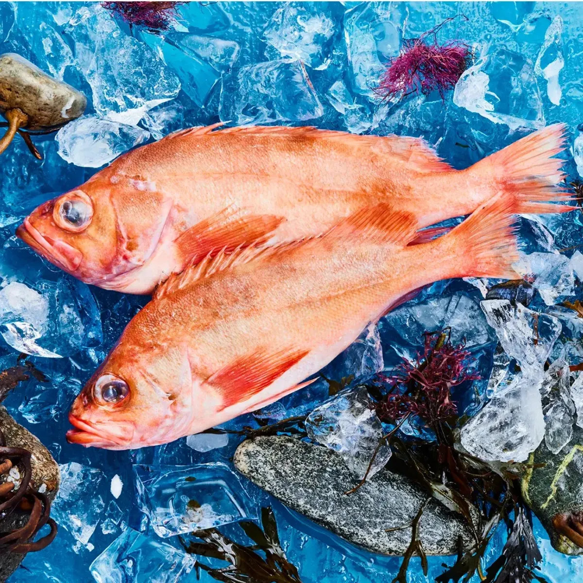 Redfish - Sebastes Marinus / Sebastes Mantella