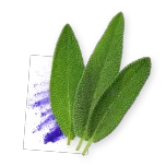 Cognivia : The Vegetal Nootropic