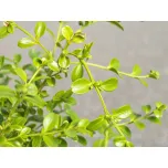 BetterBuxus®