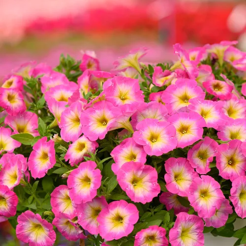 CAPELLA™ PINK MORN | Petunia hybrida