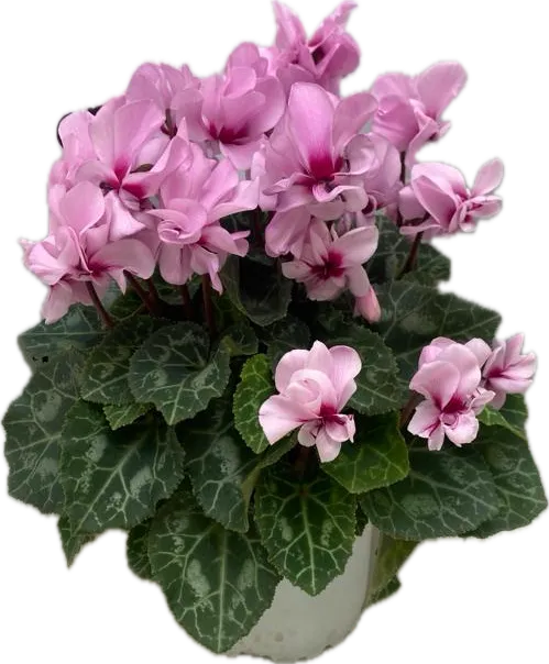 CYCLAMEN