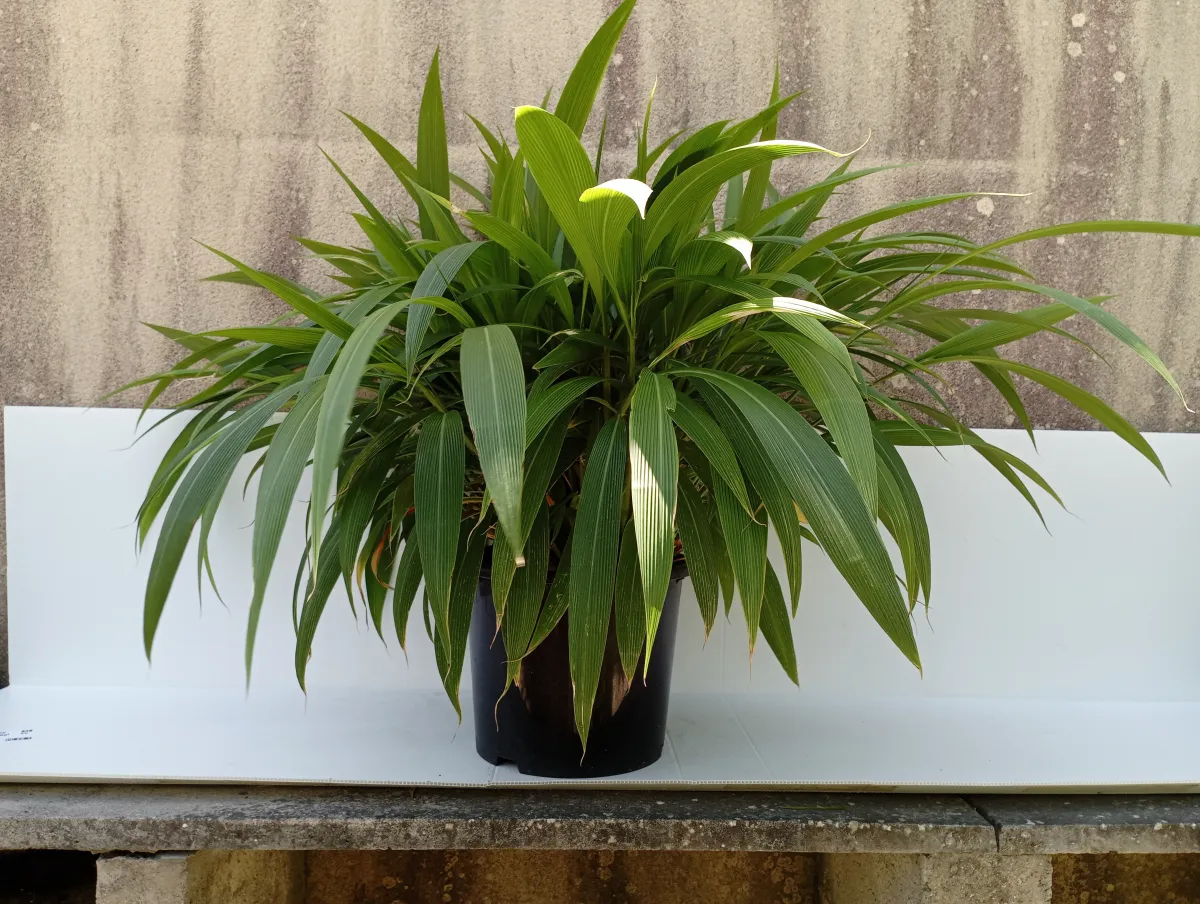 SETAIRE A FEUILLES DE PALMIER