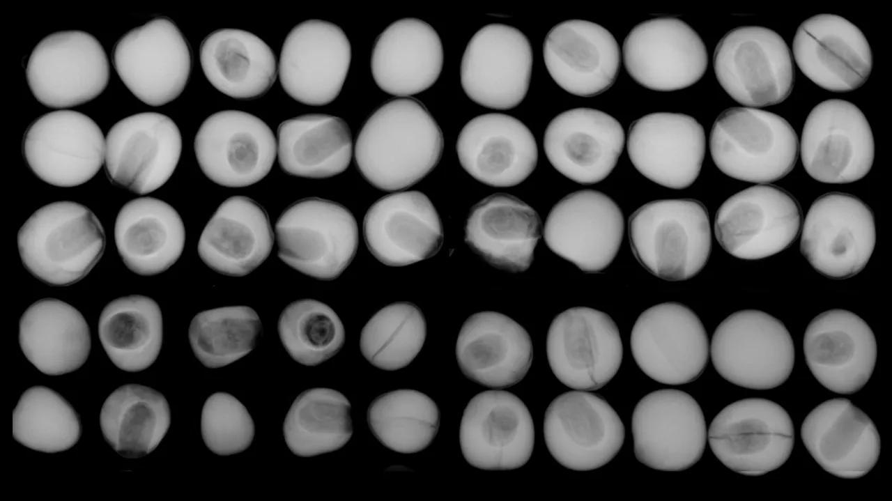 L'imagerie au service de l'évaluation de la qualité des semences