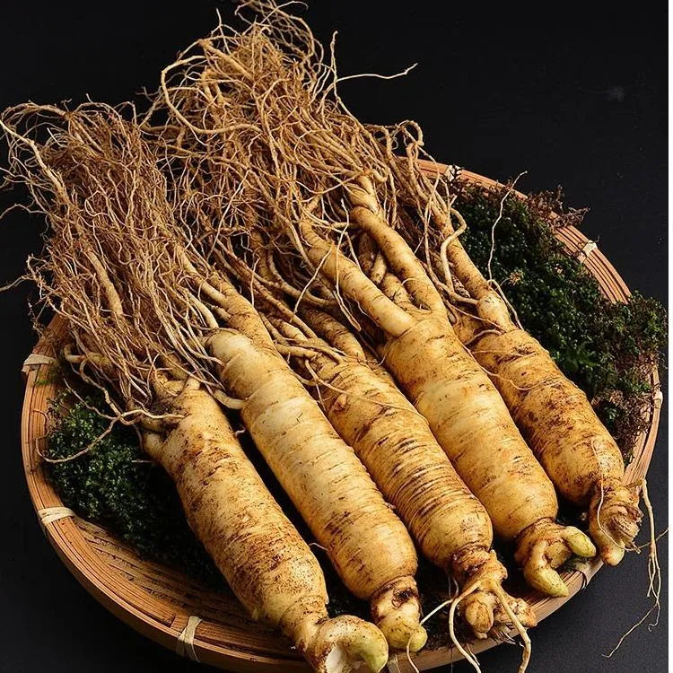 Panax Ginseng Extract
