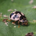 Propylea-System : notre nouvelle coccinelle pour lutter efficacement contre les pucerons